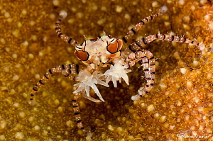 Mosaic Boxer Crab photographed in Ambon. by Norm Vexler 